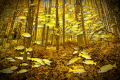   Snapper Fall part my Underwater Surrealism body work. massive school these blue stripped resembled changing leaves fall. work  